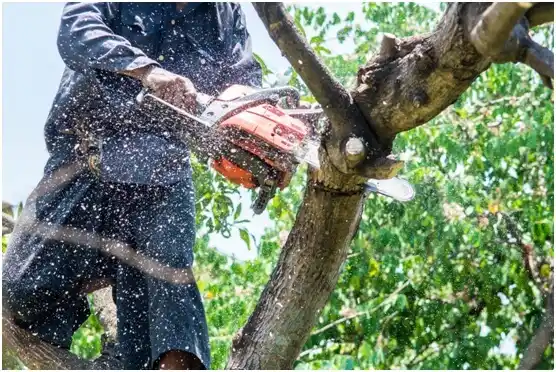 tree services Redgranite